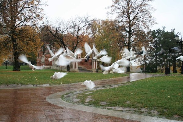 Парк с голубями