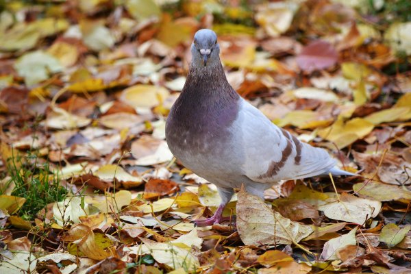 Осень голуби
