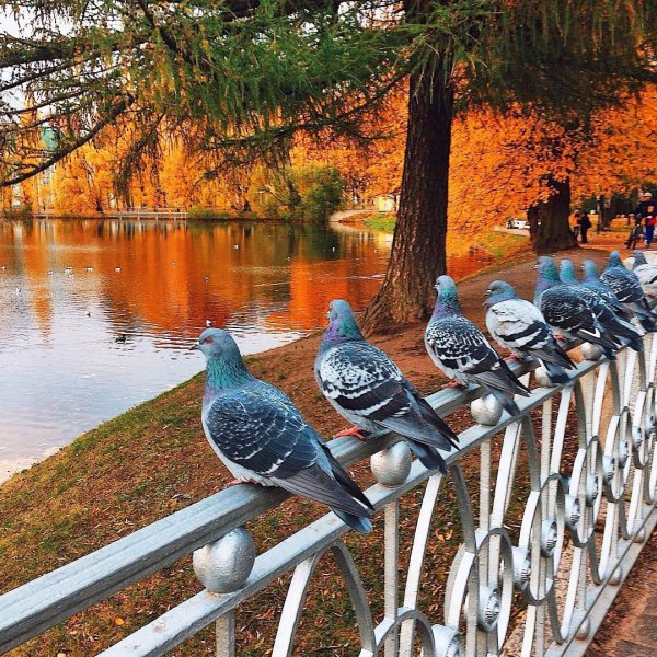 Голуби в парке