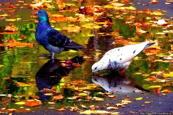 Голуби в парке осень