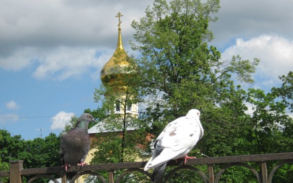 Храм и голуби