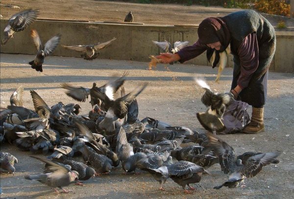 Старушка кормит голубей