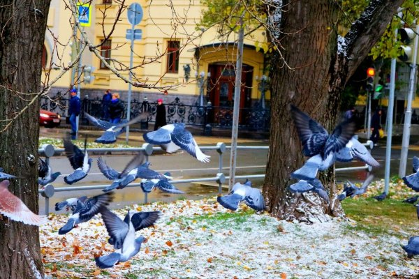 Птицы Лондона