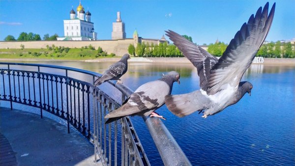 Парк с голубями