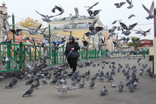 Стайка голубей