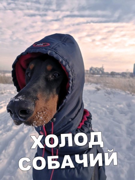Холодина собачья приколы