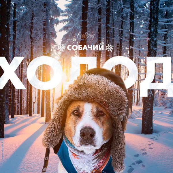 Коротко о погоде холод собачий