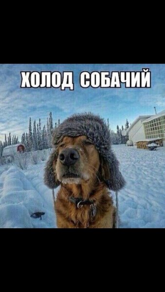 Открытки холод собачий