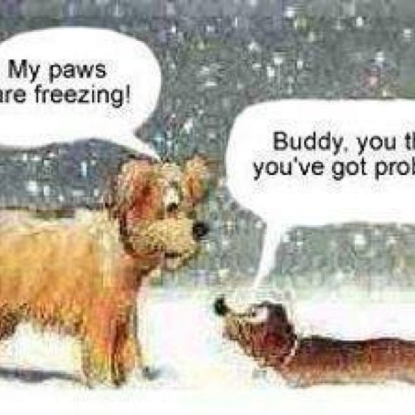 Ожидается собачий холод с юмором