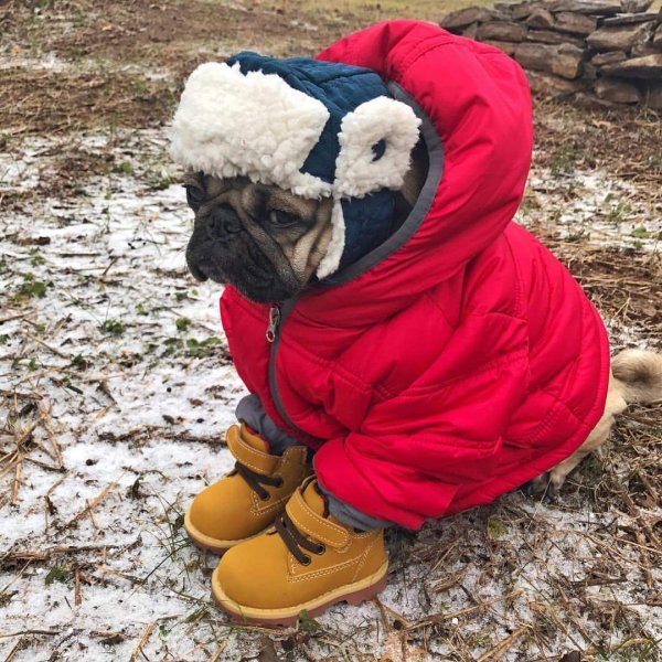 Ожидается собачий холод