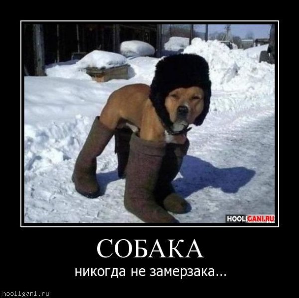 Собака в ушанке прикол