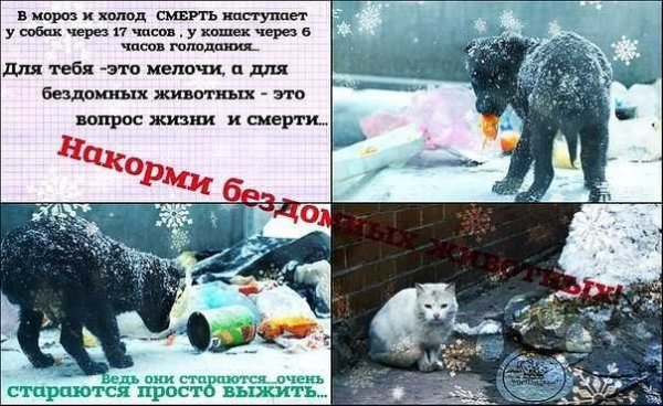 Покормите бездомных жи,во
