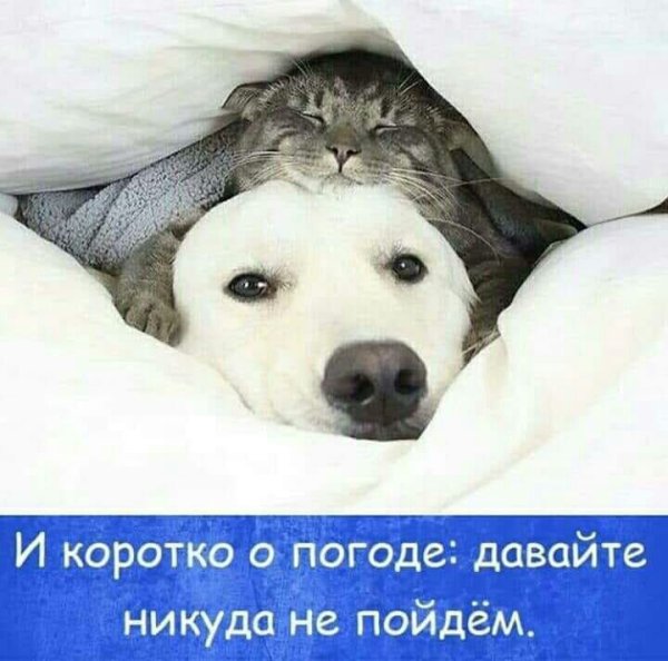 Коротко о погоде давайте никуда не пойдём