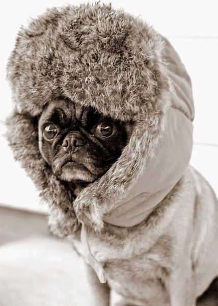 Животные в шапке ушанке