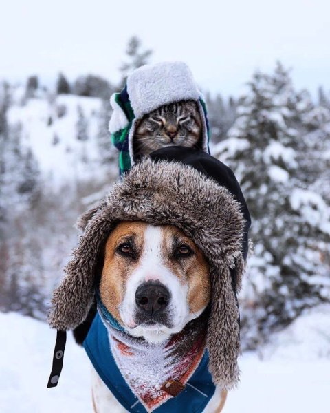 Собака в шапке зимой