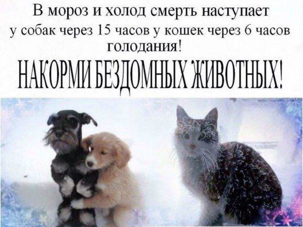 Покормите бездомных животных