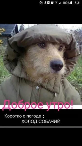 Коротко о погоде холод собачий