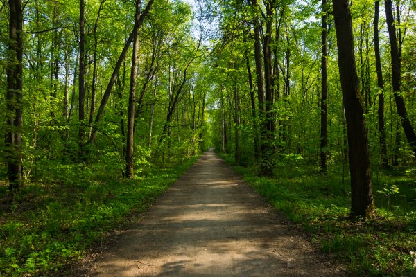 Аллея Измайловского парка