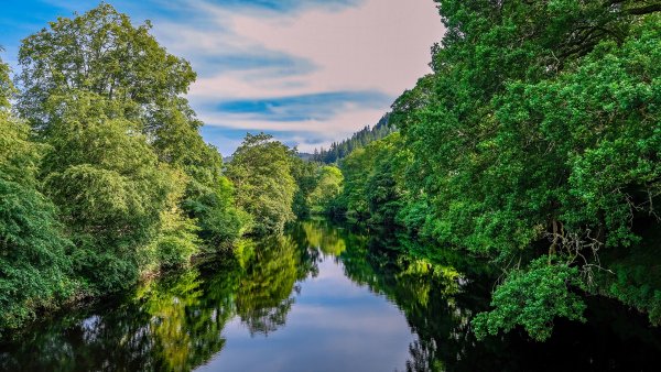 Дерево у реки