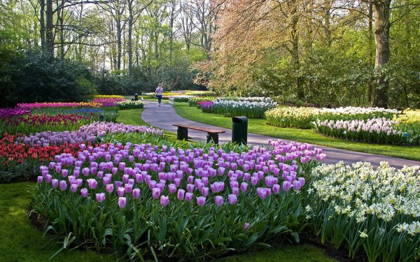Keukenhof Gardens Нидерланды