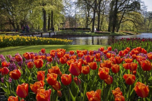 Keukenhof's Tulip fields, lisse, Holland