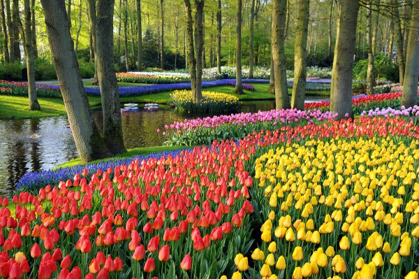 Keukenhof Gardens Нидерланды