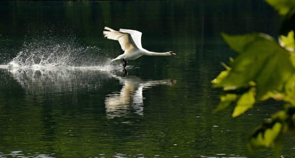 Лебедь взлетает с воды