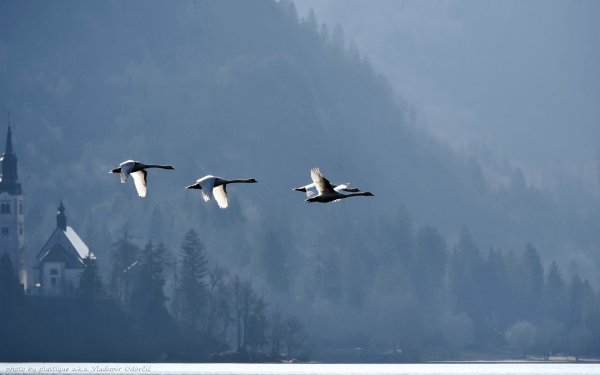 Лебеди в небе