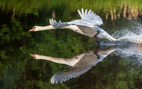 Лебедь взлетает с воды