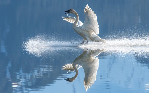 Лебедь на воде