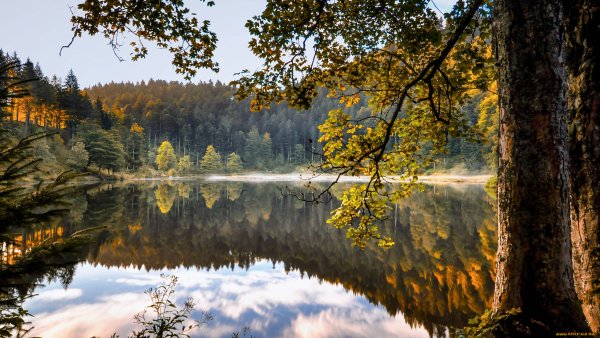 Урал река лес