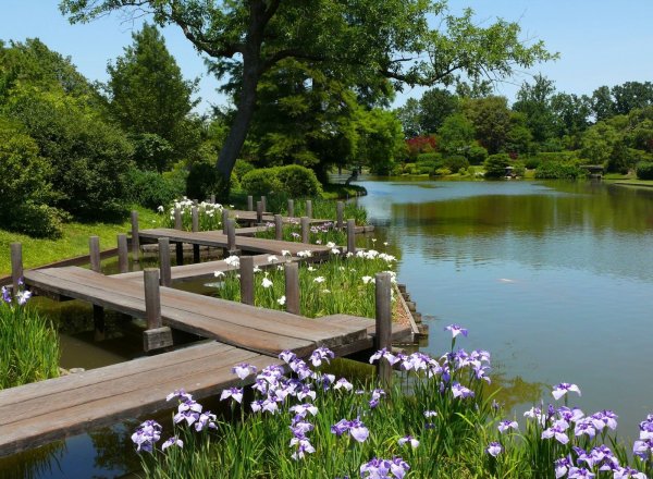 Мост Яцухаси ирисы