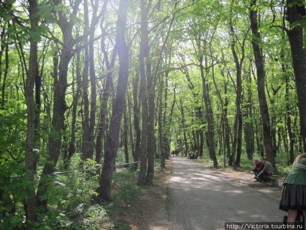 Парк Победы Ставрополь лес