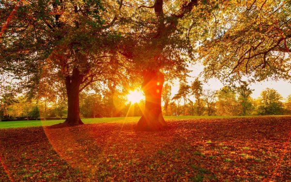Осень парк солнце
