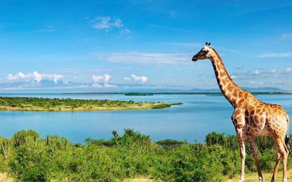 Жираф Конго