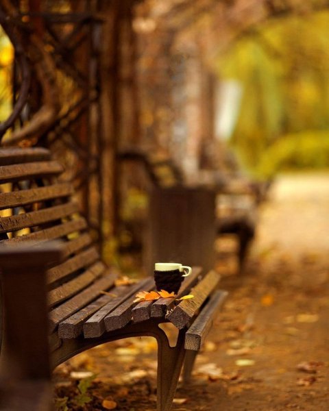 Листья на скамейке