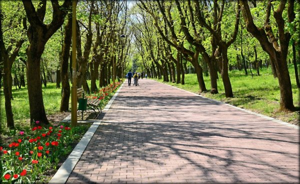 Аллея Ставрополь парк Победы