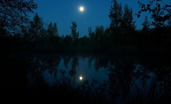 Озеро в лесу ночью