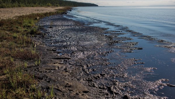 Озеро Байкал спирогира