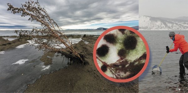 Байкал экологическая катастрофа