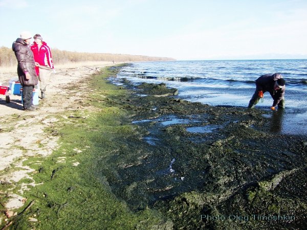 Водоросль спирогира на Байкале