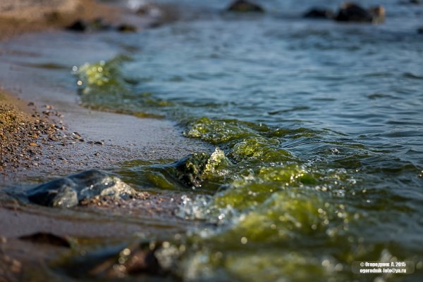 Загрязняющие водоросли озера Байкал