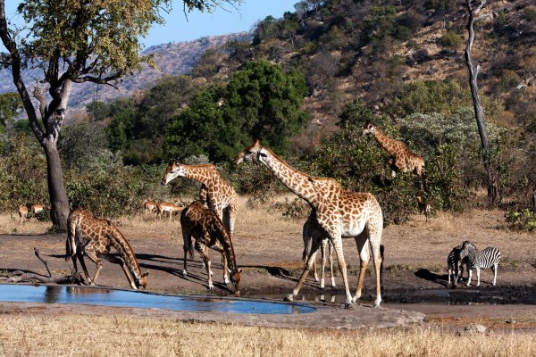 Национальные парки Серенгети Нгоронгоро Крюгера цаво