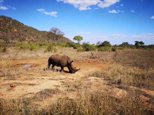 Крюгер парк ЮАР
