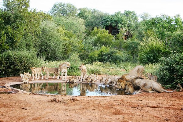 Крюгер парк ЮАР