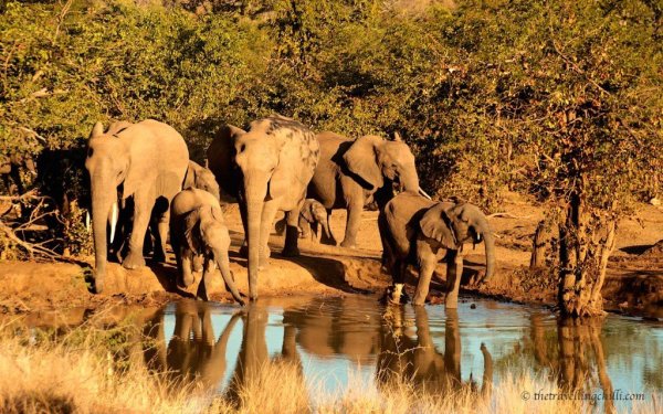 Африка парк Крюгера Южная национальный парк