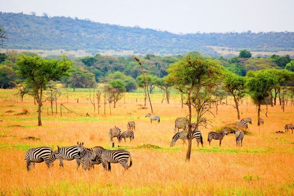 Парк заповедник Серенгети