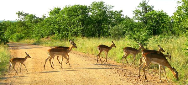 Национальный парк Крюгер (Kruger National Park)