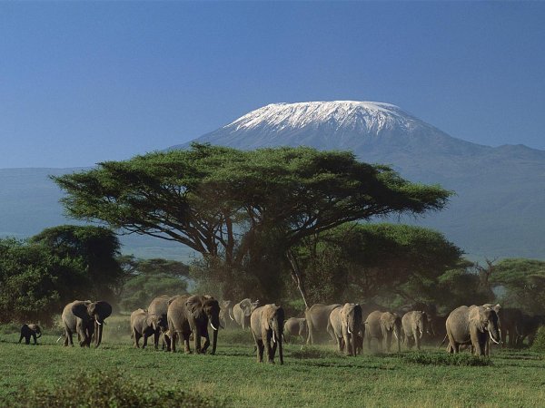 Парк Амбосели Кения
