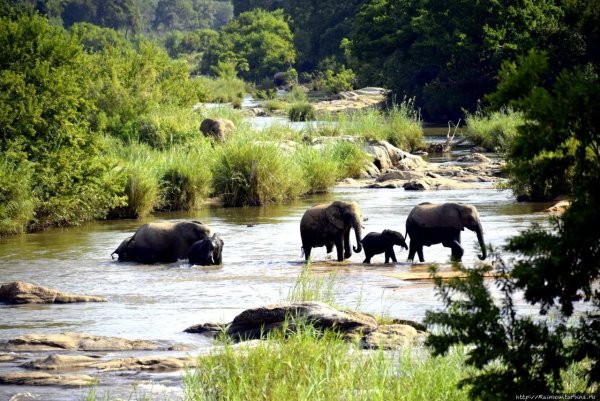 Национальный парк Крюгера река Лимпопо